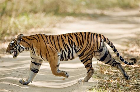 Bengal Tiger Panthera Tigris Tigris Photograph By Panoramic Images