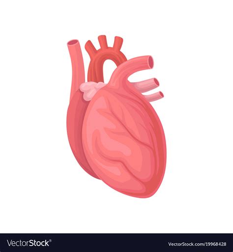 Cartoon Of Human Heart Central Organ Royalty Free Vector