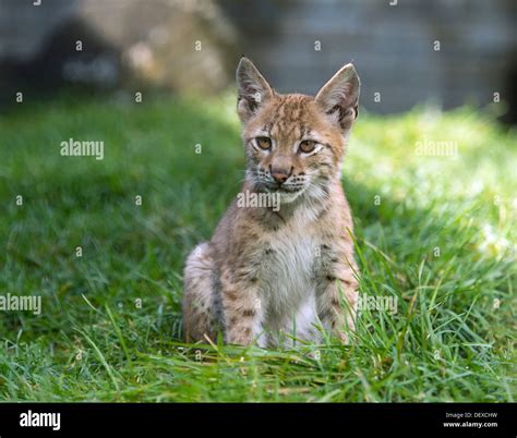 Eurasian Lynx Lynx Lynx Cub Hi Res Stock Photography And Images Alamy