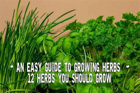 An Easy Guide To Growing Herbs 12 Herbs You Should Have In Your