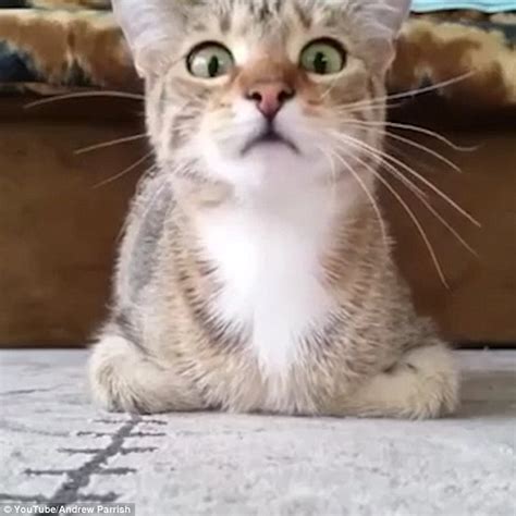 Youtube Video Shows Kitten Getting Scared Wathing Horror