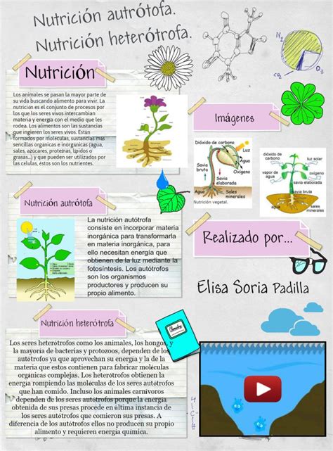 Diferencia Entre Nutricion Autotrofa Y Heterotrofa Actualizado Abril 2024