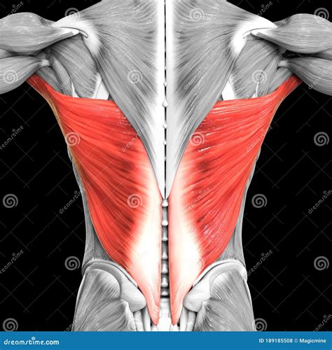 Human Muscular System Torso Muscles Latissimus Dorsi Muscle Anatomy The Best Porn Website
