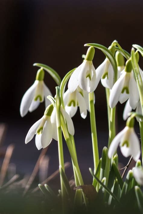 Snowdrop Planting Care Varieties A Cute Spring Bulb