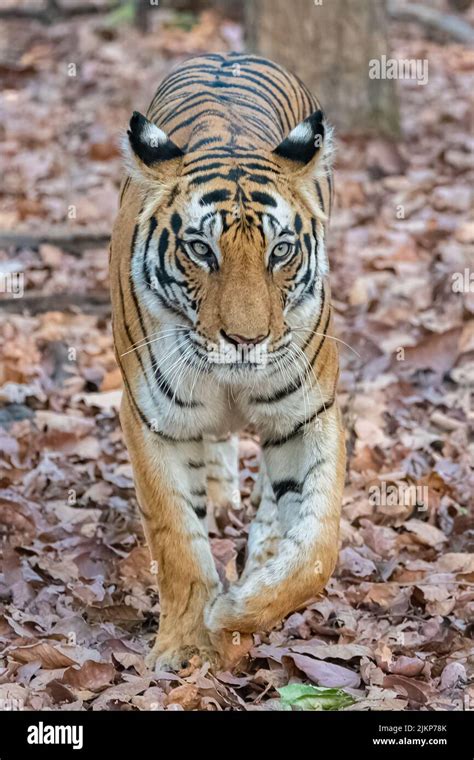 A Tiger Walking In The Forest In India Madhya Pradesh Stock Photo Alamy