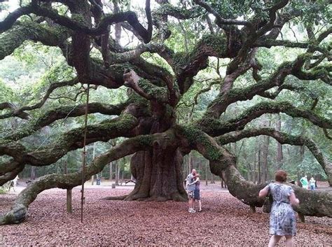 Ten Of The Most Amazing Trees Around The World 10 Top 10 Of
