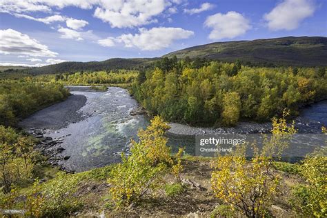 Autumn Coloured Birch Trees On The Abiskojakka River Abisko National