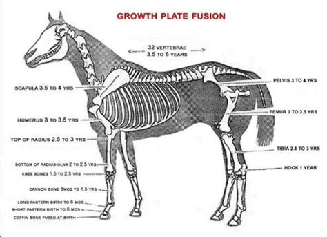 The Stages Of Equine Skeletal Development Equine Ink