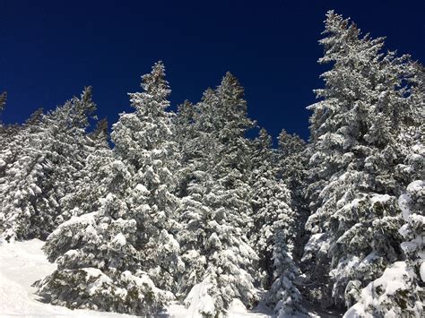 Fotos Gratis árbol Naturaleza Bosque Rama Montaña Nieve Frío