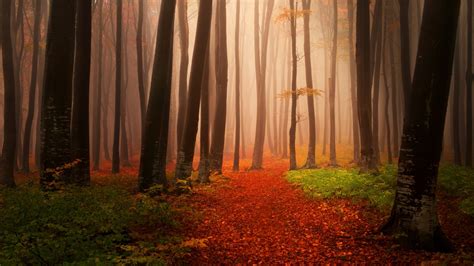 misty autumn forest wallpapers hd wallpapers id