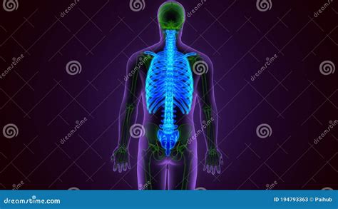 Human Skeleton System Axial Skeletal Anatomy 3d Illustration Stock