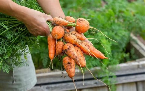 Raised Bed Gardening Growing Perfect Carrots Made Easy Planthd
