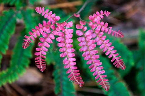 Rare Red Fern Plant Stock Photo Image Of Branch Natural 36245980