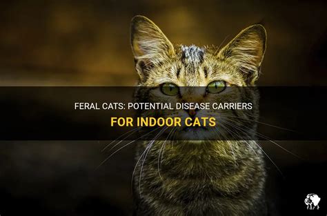Feral Cats Potential Disease Carriers For Indoor Cats Petshun