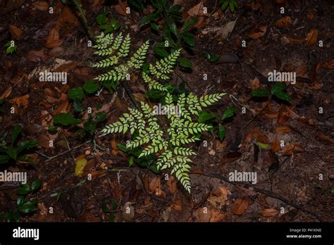 Small Fern Like Plant Growing On The Floor Of The Amazon Rainforest