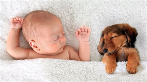 Newborn Baby Dog