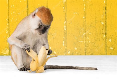 Premium Photo Monkey Eating A Banana