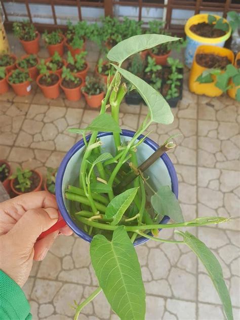 5 cara menanam ubi kayu | berkebun singkong. Tanam Kangkung Kampung Dalam Pasu, Guna Pucuk Dan Batang ...