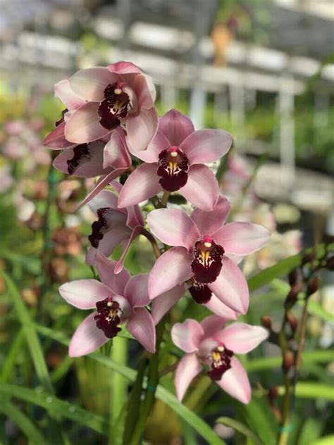 Pin By Flowers In Heart On Cymbidium Orchids Cymbidium Orchids