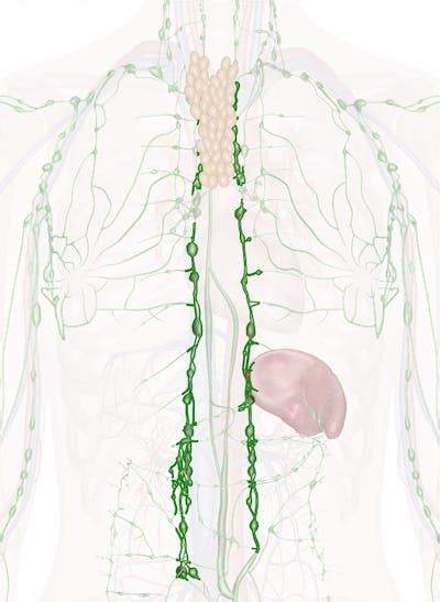 The Mediastinal Nodes Anatomy And 3d Illustrations