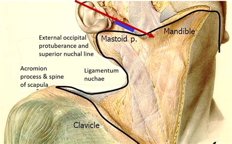 Deep Cervical Fascia Anatomy Qa