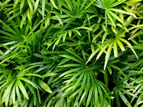 Leaves Green Nature Bushes Tropical Desktop Wallpaper
