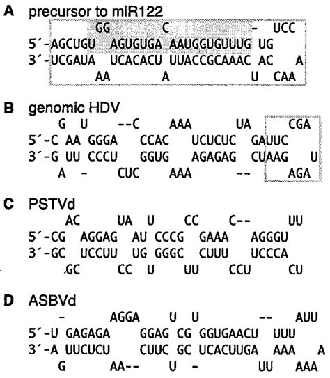 Predicted Secondary Structures For Four Different 66 Nt Hairpin Rnas