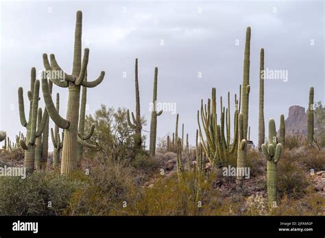 Group Of Saguaro Cacti Of Various Sizes And Ages In Organ Pipe Cactus