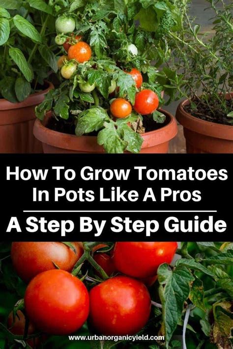 How To Grow Tomatoes In Pots Like A Pros A Step By Step Guide Tomato