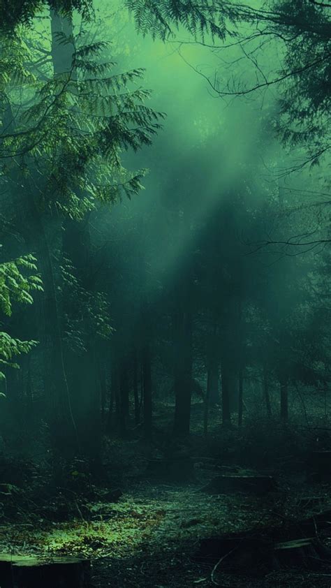 1080x1920 Wallpaper Forest Fog Trees Shadows Light Green Nature