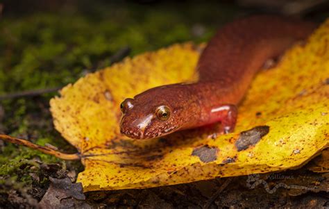 Spring Salamander Gyrinophilus Porphyriticus FOY Cre8foru2009