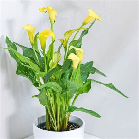 Calla Lily Growing Indoors 13 Care Tips Plantcarefully