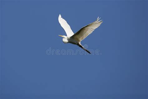 Great White Egret Flying In A Deep Blue Sky Georgia Stock Image