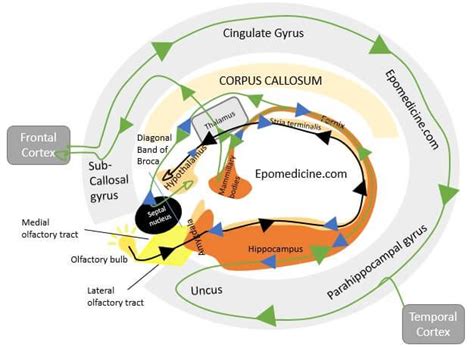 Limbic System Simplified Epomedicine Limbic System Neuroscience