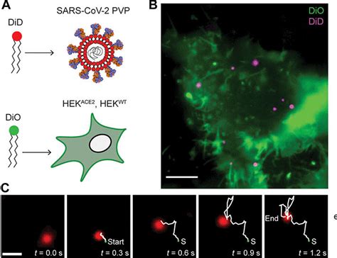 Single Virus Tracking Reveals Variant Sars Cov 2 Spike Proteins Induce