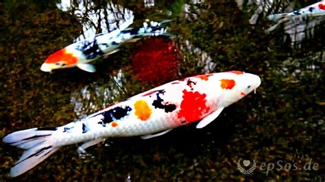 Beautiful Koi Fish Pond Youtube