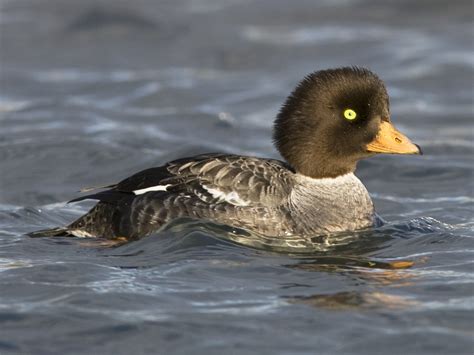 18 Types Of Ducks In Michigan With Pictures Animal Hype