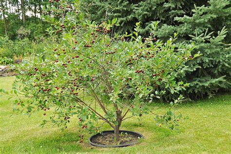 How To Grow A Cherry Tree Quiet Corner