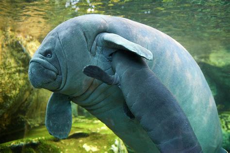 West Indian Manatee Mother Nursing Baby Beauval Zoo France Photograph
