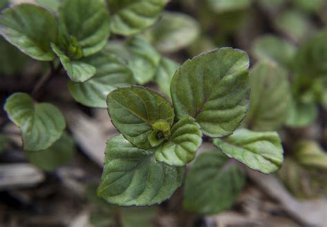 Lavender Mint Plant Nanika W