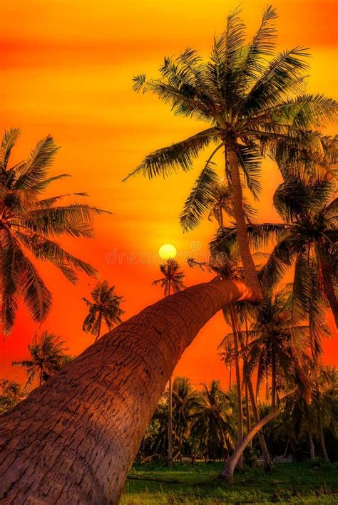 Silhouette Coconut Palm Trees On Garden At Sunset Vintage Tone Stock