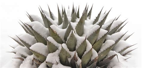 Top Cold Tolerant Desert Plants Gardening Tips And Tricks