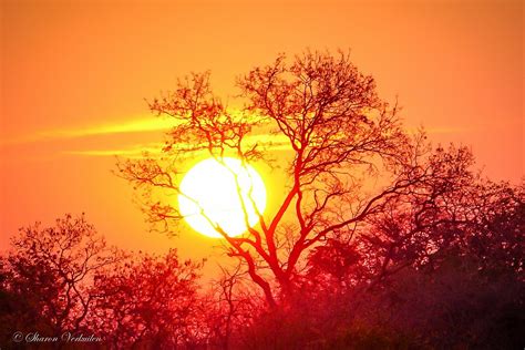 Sunrise In Africa South Luangwa Zambia Sharonverkuilen Flickr