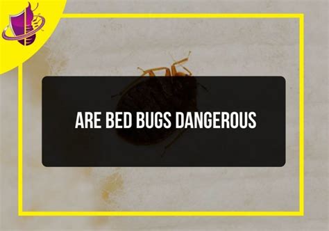 Are Bed Bugs Dangerous Zip Pest Solutions