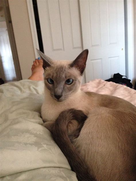 Cross Eyed Beauty Gorgeous Pets Cat Bed Siamese Cats