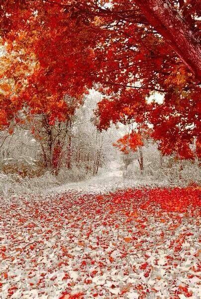 Fall Leaves And Snow Fall Beauty Pinterest