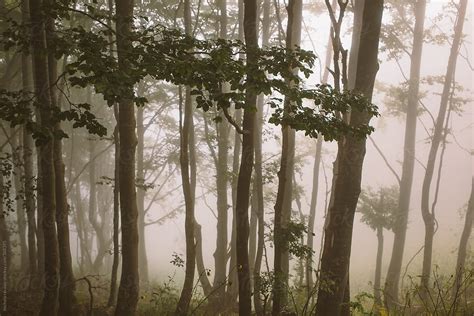 Foggy Forest By Stocksy Contributor Michela Ravasio Stocksy