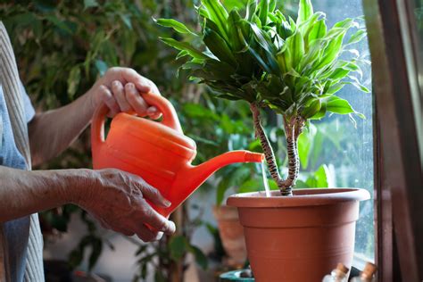 Easy Indoor Gardening Ideas For Seniors