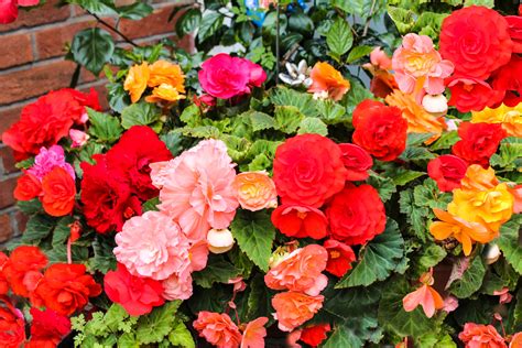 10 Annual Flowers To Plant In Your Garden This Spring