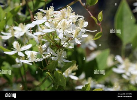 Beautiful Flowers Of Blossoming White Miniature Clematis Bush Of